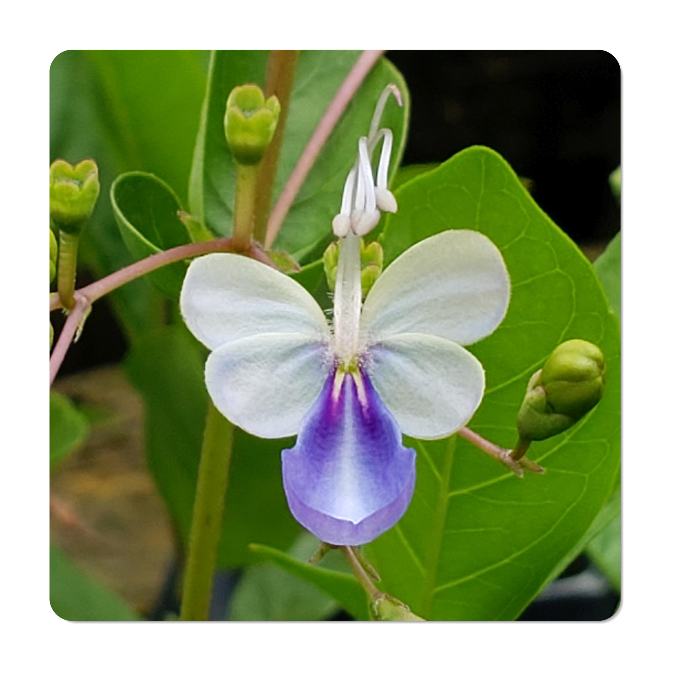 Amazon.com : Blue Butterfly Bush - Clerodendrum myricoides